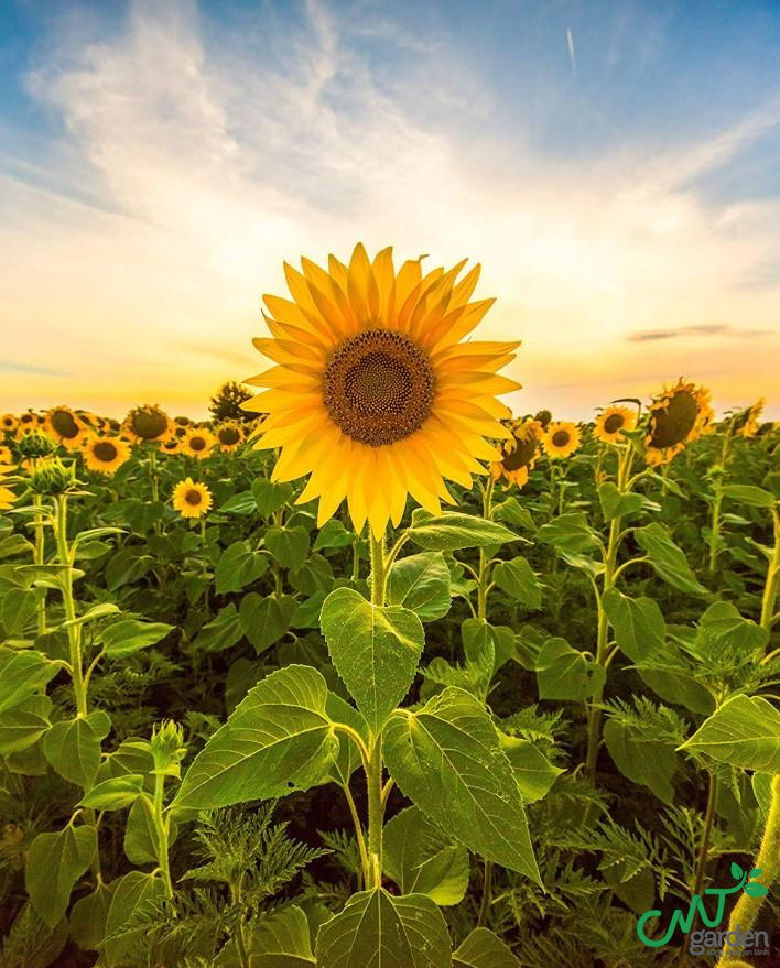Loài hoa mặt trời được trồng cách đây khoảng 3000 năm TCN tại Arizona