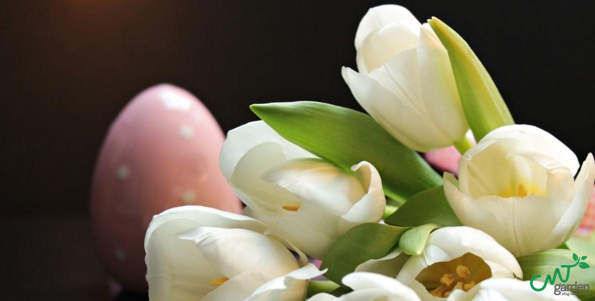 Loài hoa Tulip màu kem đại diện cho sự đằm thắm, nhẹ nhàng và nữ tính của người con gái