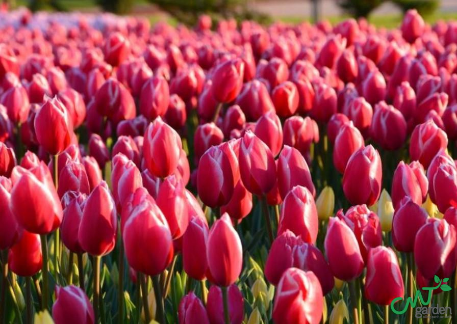 Tulip màu đỏ là loài hoa tượng trưng cho tình yêu, sự lãng mạn