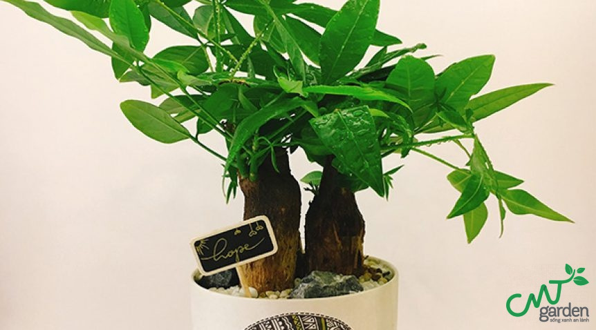 Cây bonsai văn phòng để bàn làm việc và những lưu ý khi trồng
