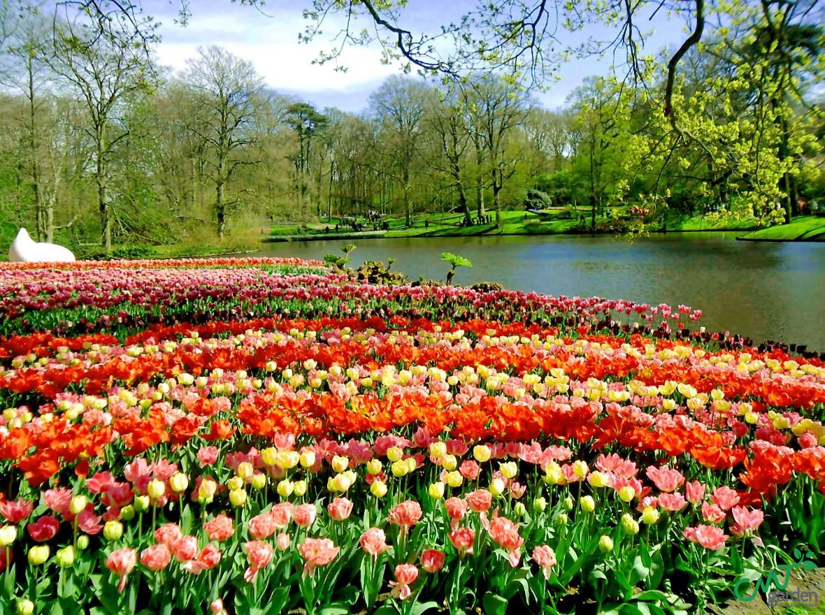 Tulip có nguồn gốc từ Trung Đông, được gia nhập vào châu Âu thế kỷ XVI