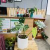 Monstera scaled