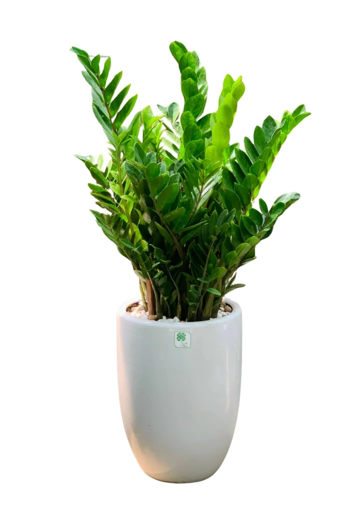 Cây Kim Tiền Size Trung Đẹp Tại Đà Nẵng - CMT Garden